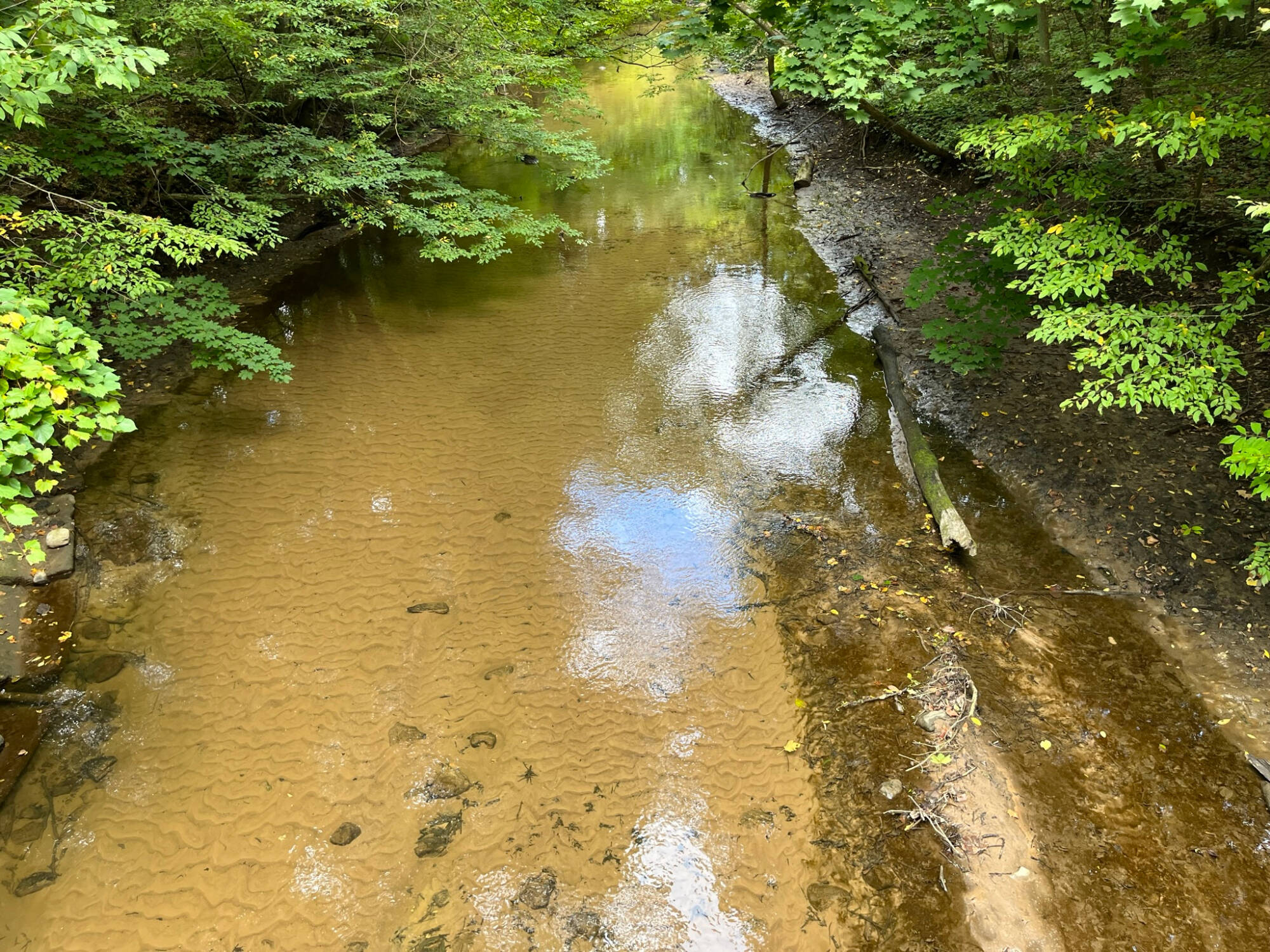 creek running through the woods